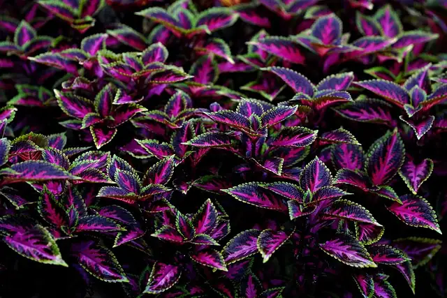 Bold Colors, Bold Statements: The Symbolic Language of Coleus