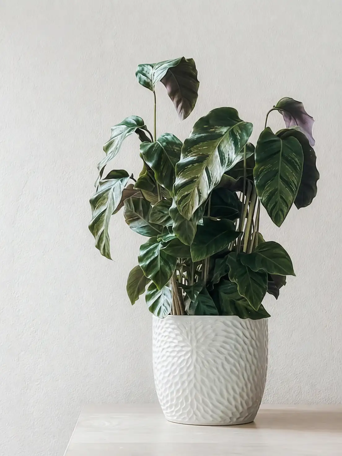 coleus plant indoor pot