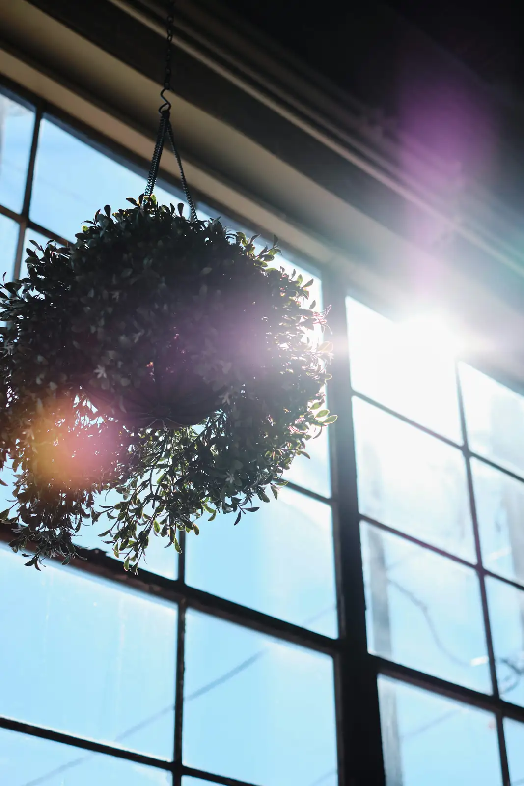 coleus hanging basket indoor