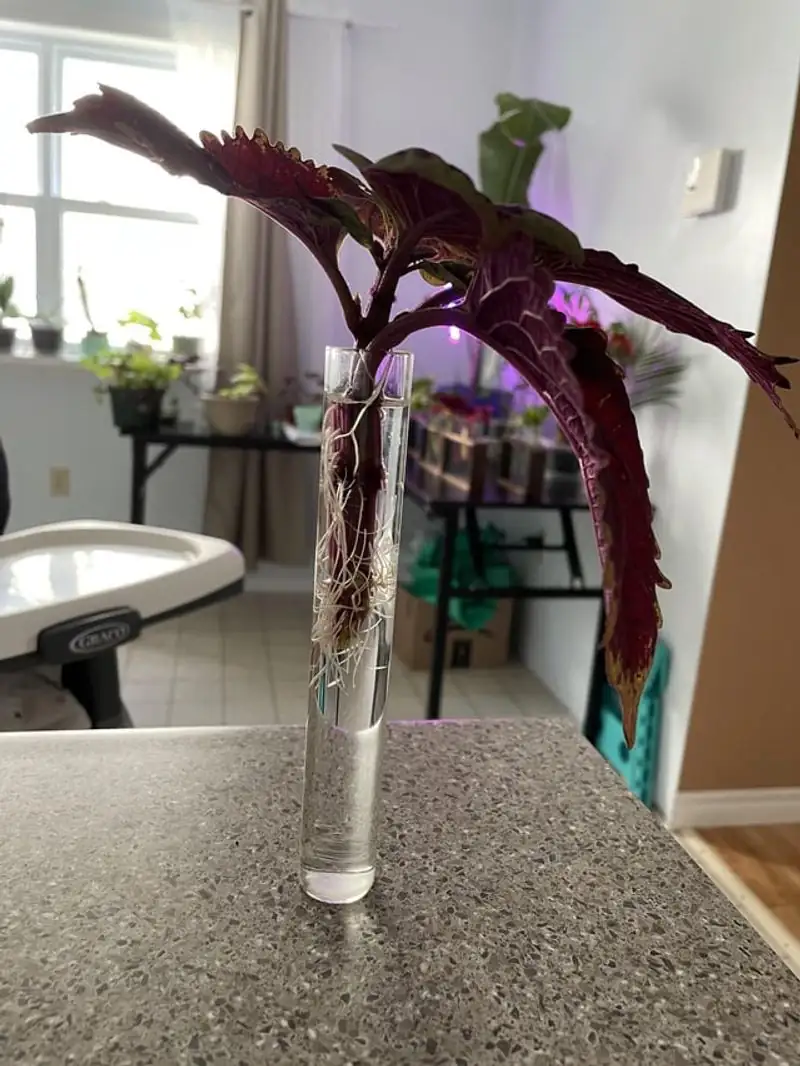 coleus cutting preparation