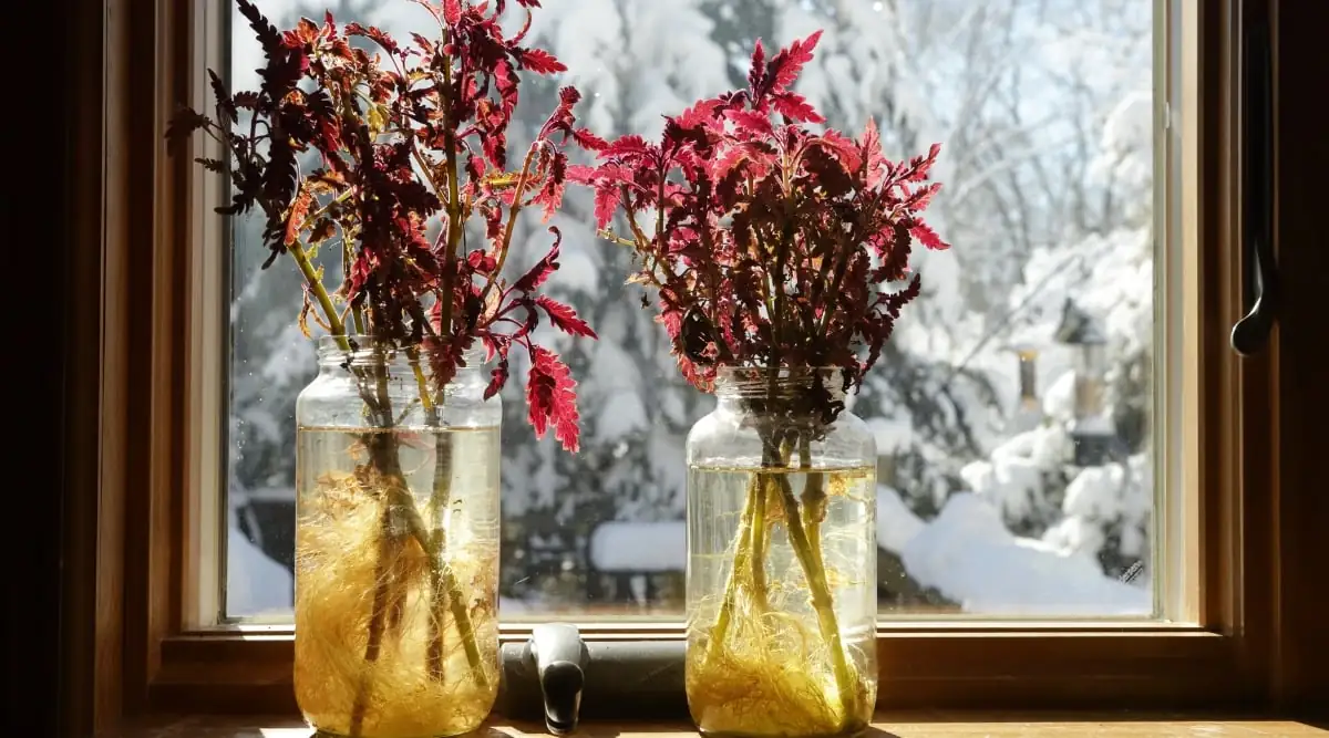 coleus rooting in water jar