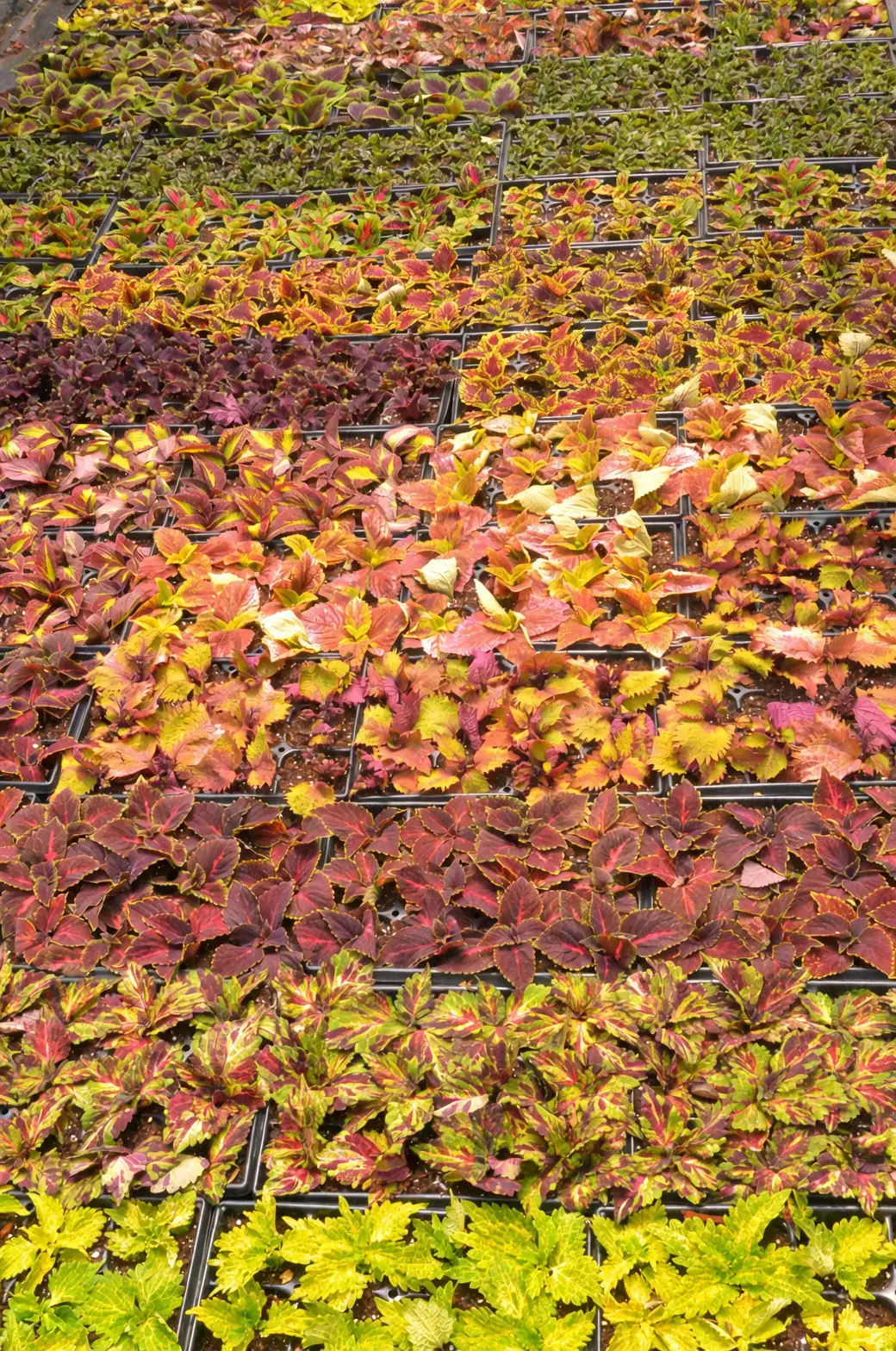 Companion Planting with Coleus: Building a Colorful Garden Ecosystem