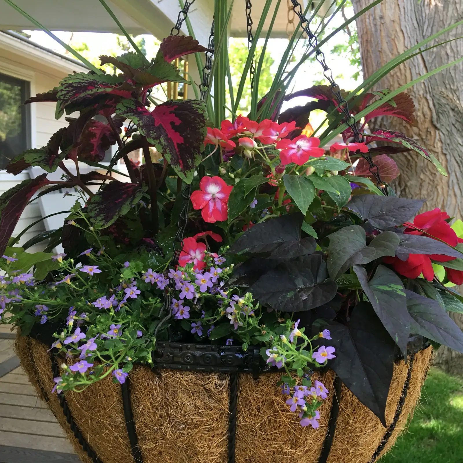 coleus hostas impatiens garden