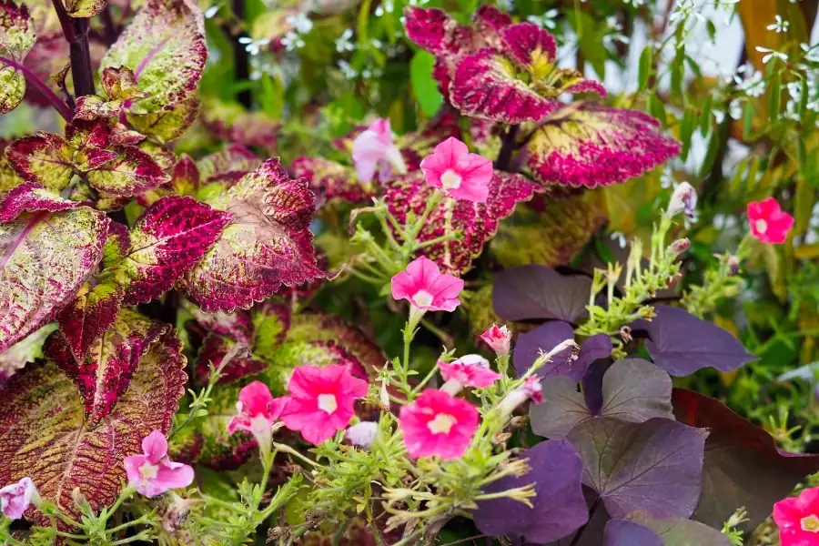 coleus sweet potato vine petunias