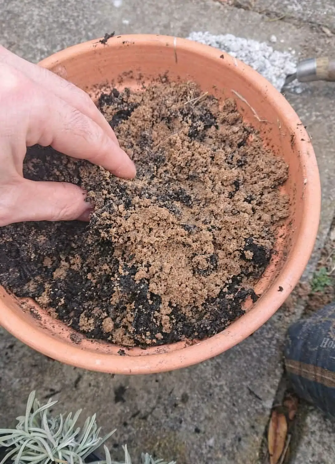 rosemary in sandy soil