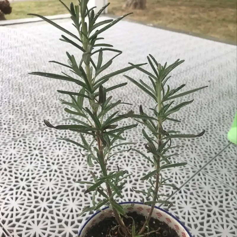 rosemary with brown tips