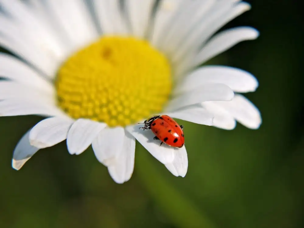 ladybugs on garden plants
