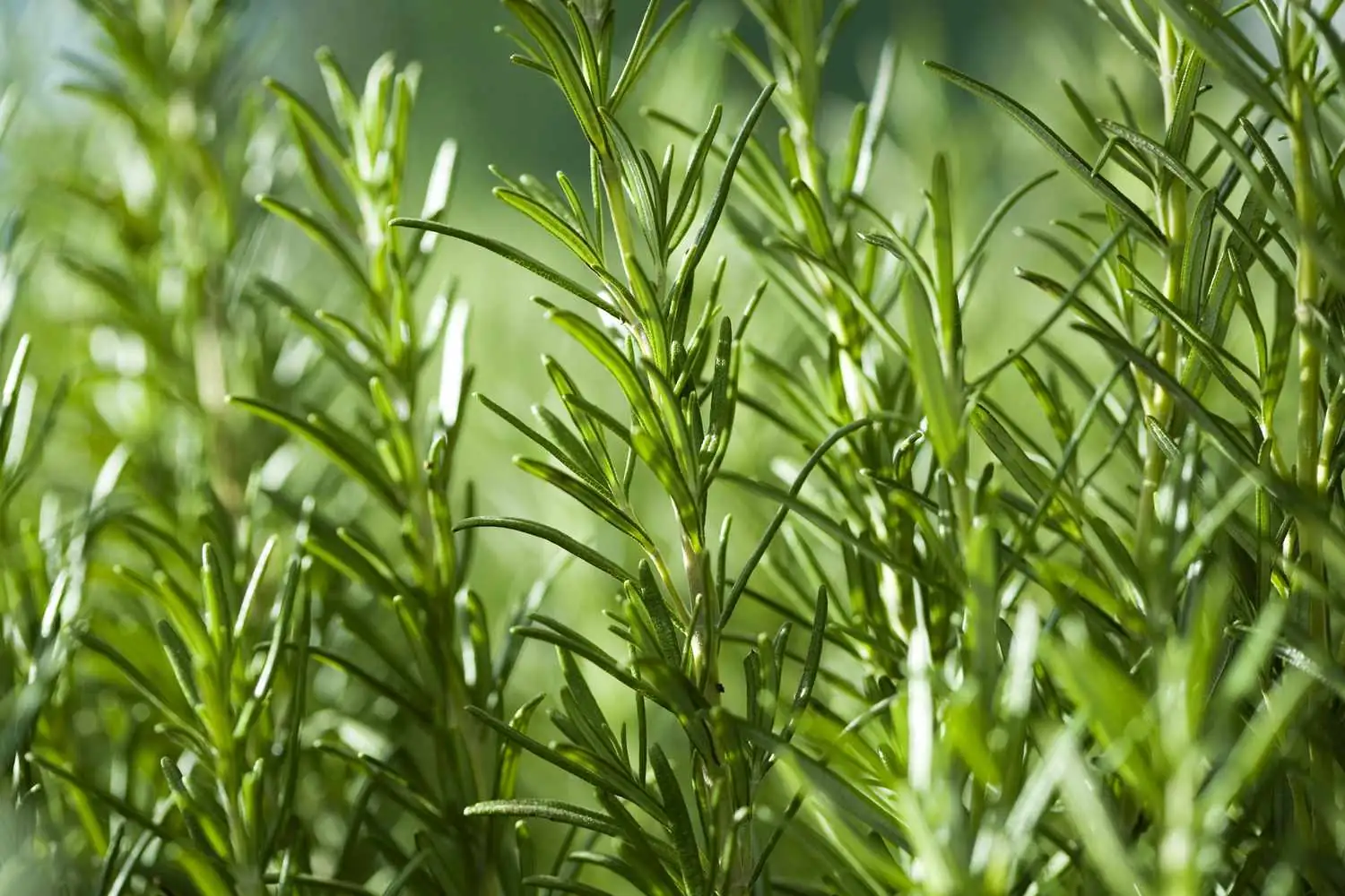 Rosemary Wonders: Surprising Facts About This Aromatic Herb