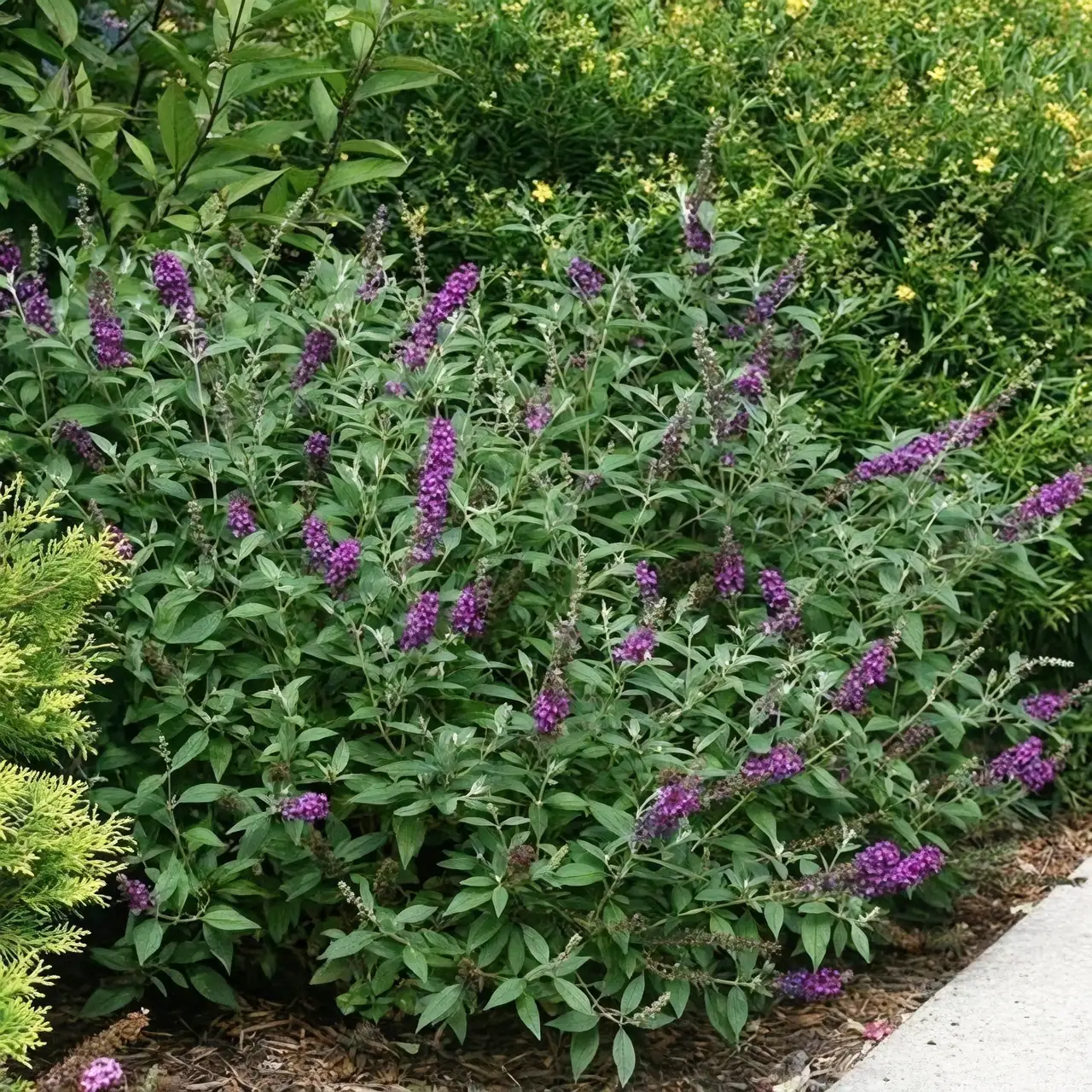 Mastering the Butterfly Bush: Essential Care Tips for a Thriving Nectar Haven