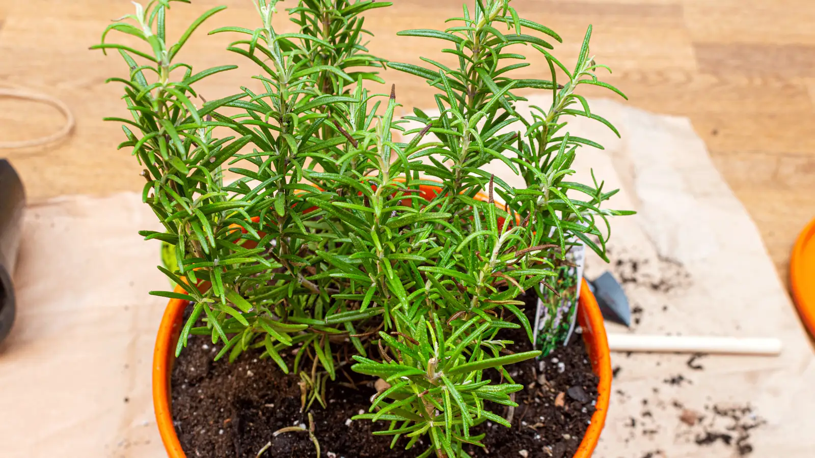 rosemary plant in terracotta pot