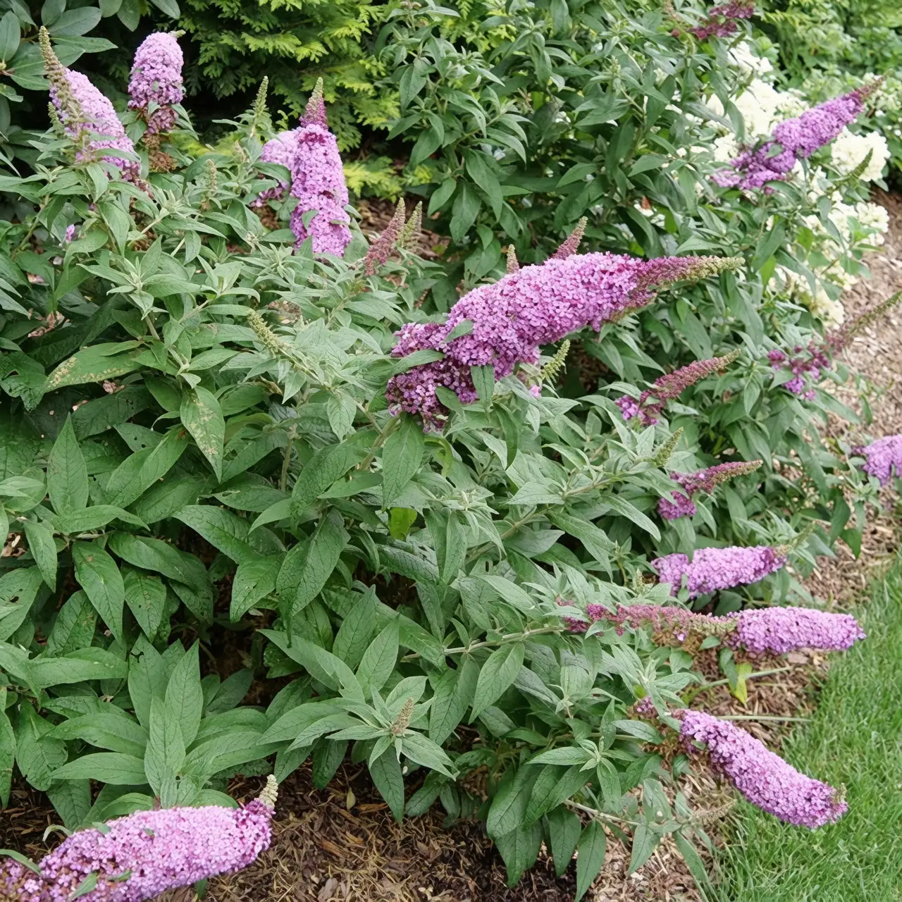 butterfly bush in full sun