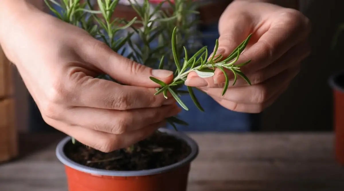 rosemary cuttings preparation