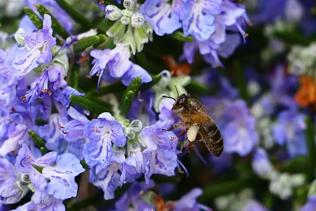 rosemary with bees and butterflies