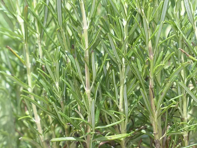 rosemary with sage oregano thyme