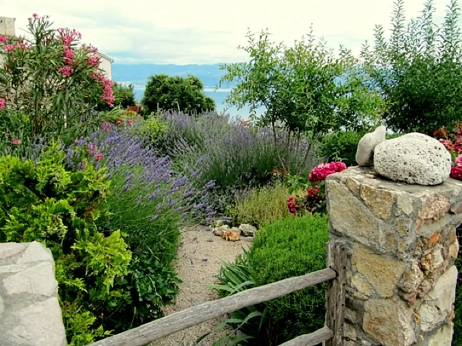 mediterranean garden design with rosemary