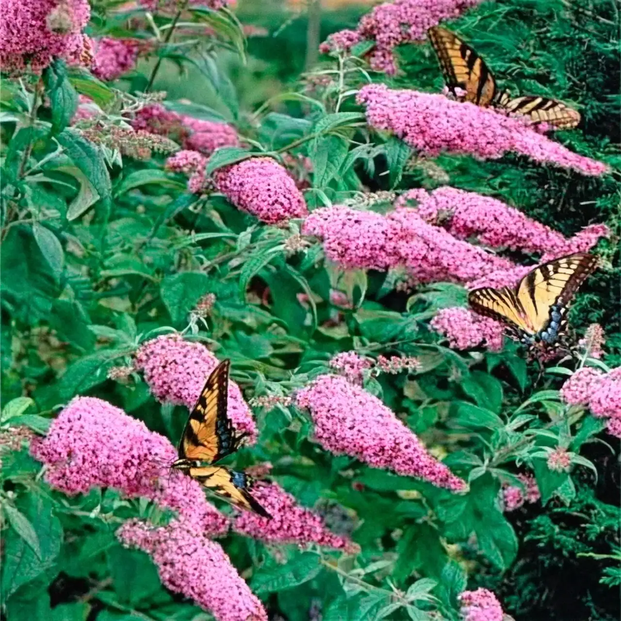 Battling Bugs: How to Keep Your Butterfly Bush Pest-Free