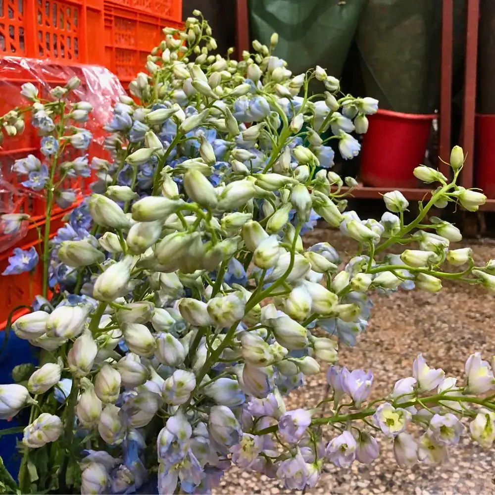 delphinium seasonal care