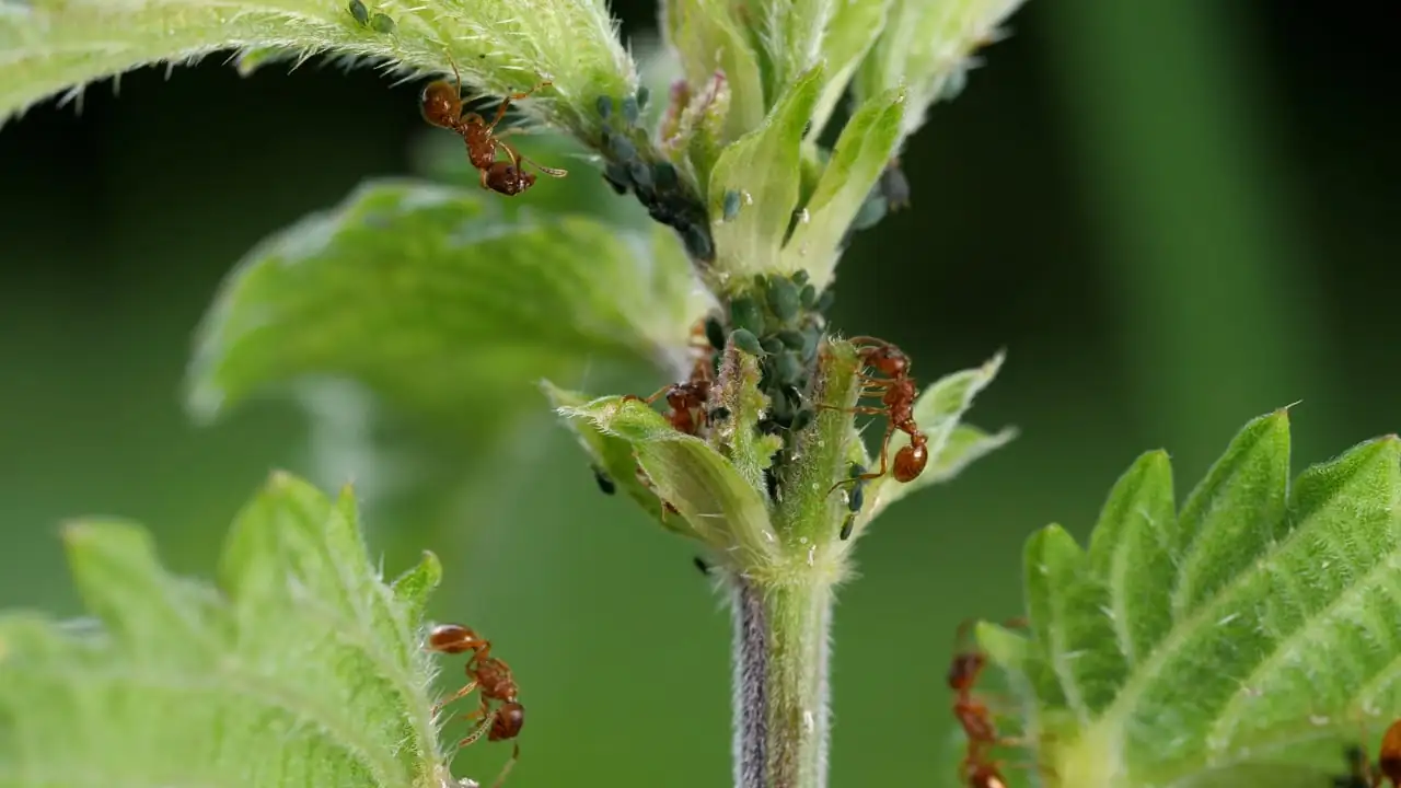 Battling the Bugs: How to Keep Your Delphiniums Disease-Free