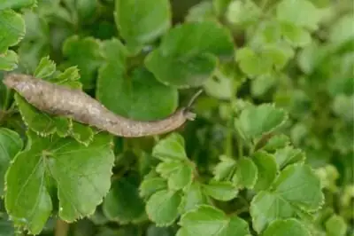 garden slug on plant