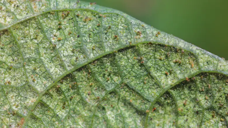 spider mites on butterfly bush leaves