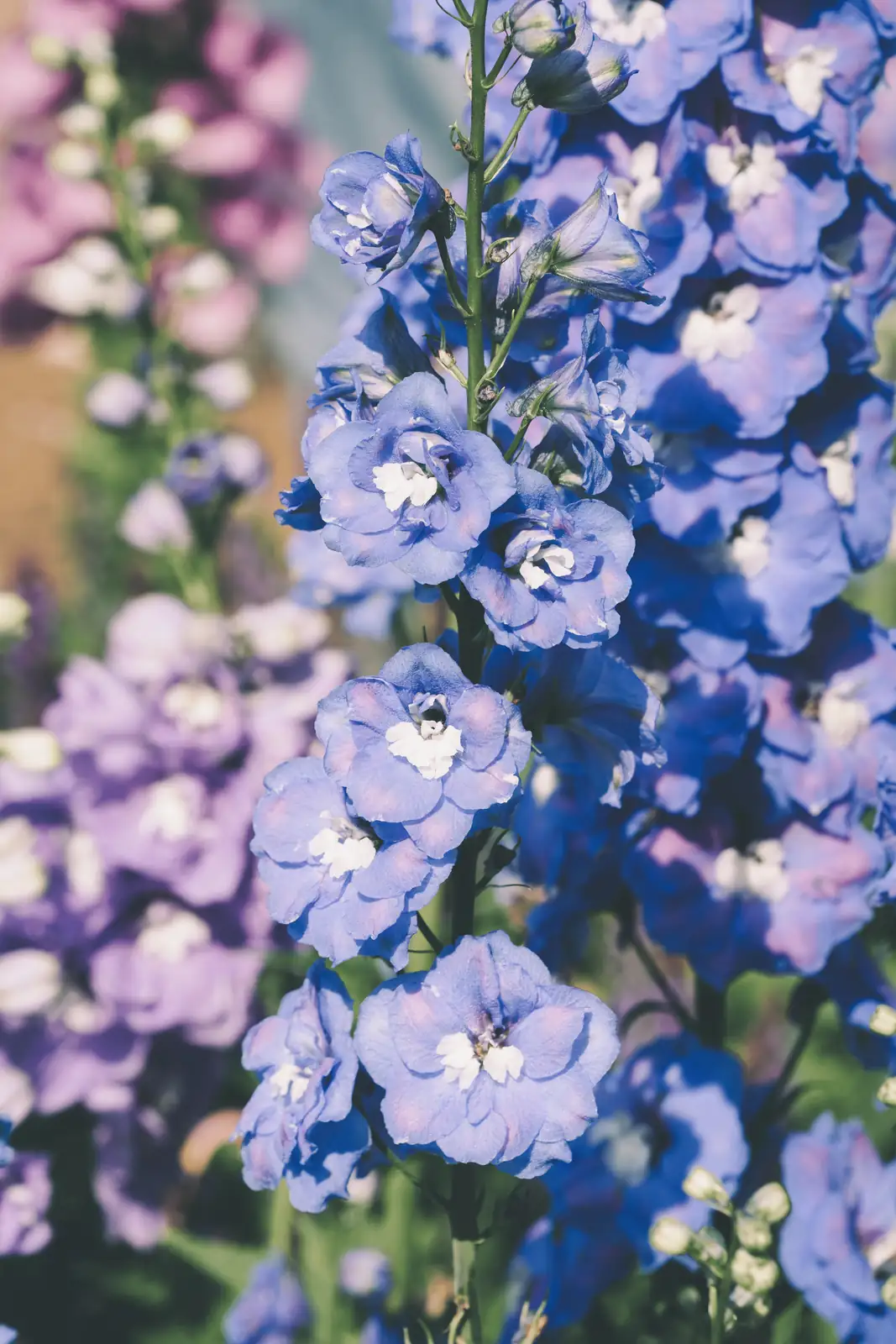 From Dolphins to Gardens: The Fascinating History of Delphinium