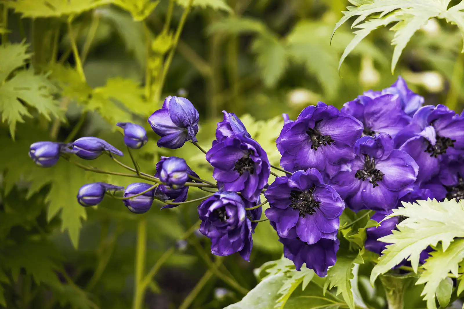 delphinium tall spikes close-up