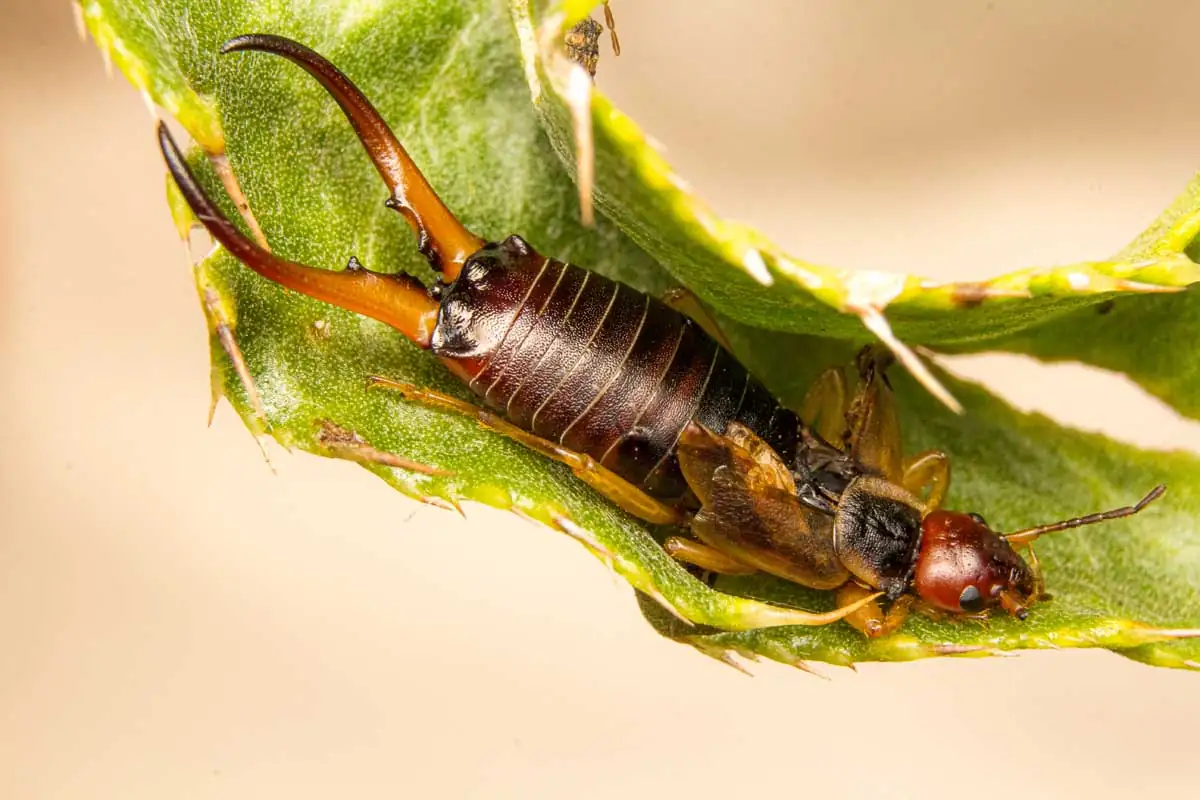 earwigs on butterfly bush leaves