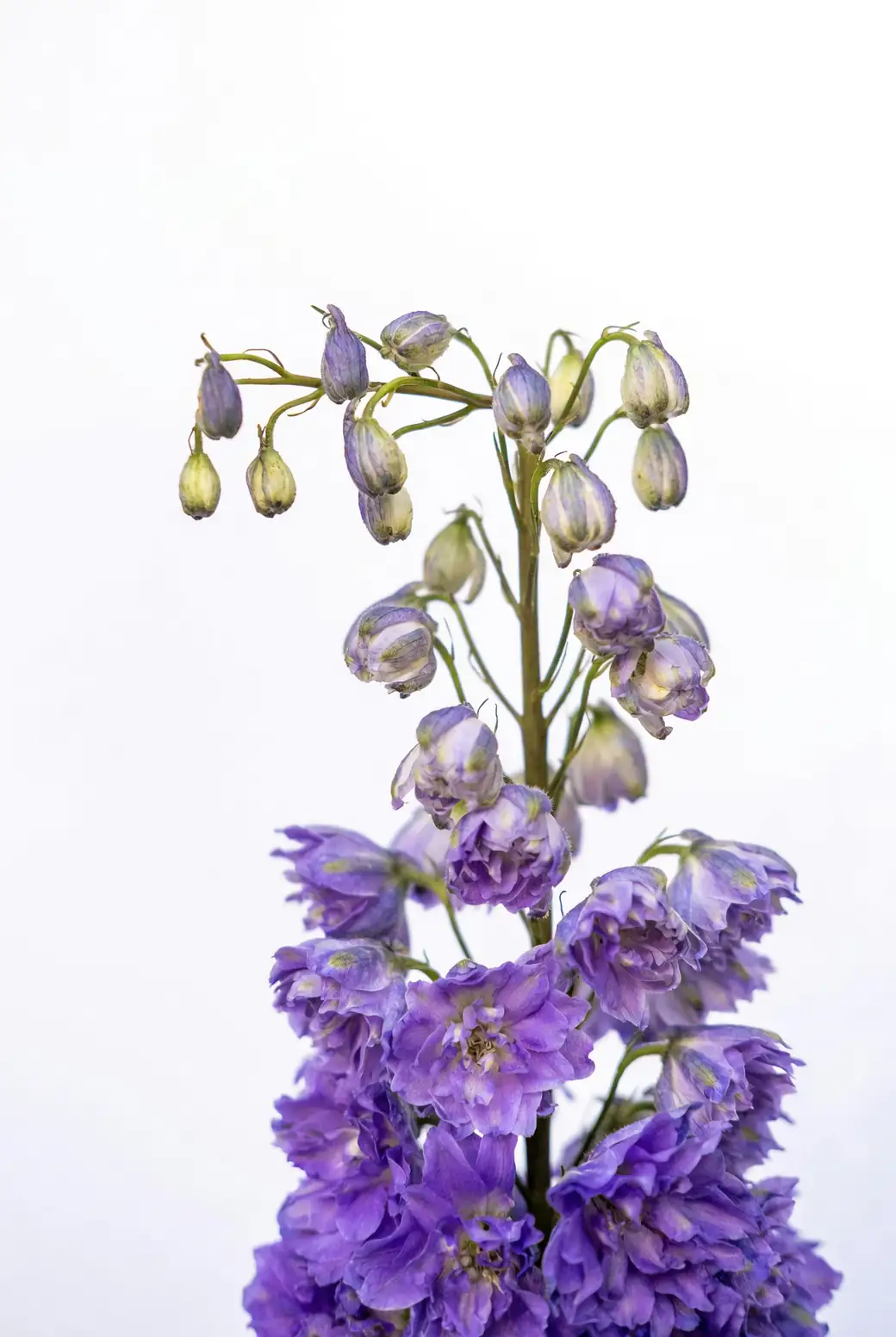 Delphinium Delight: Surprising Fun Facts You Didn’t Know