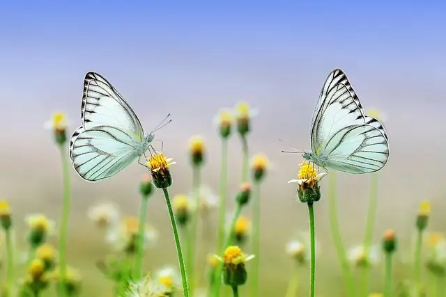 delphinium with butterflies