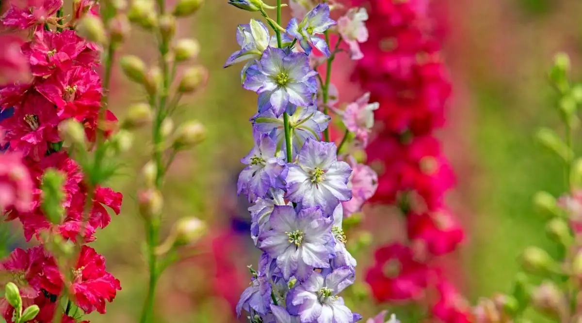 delphinium close-up bloom