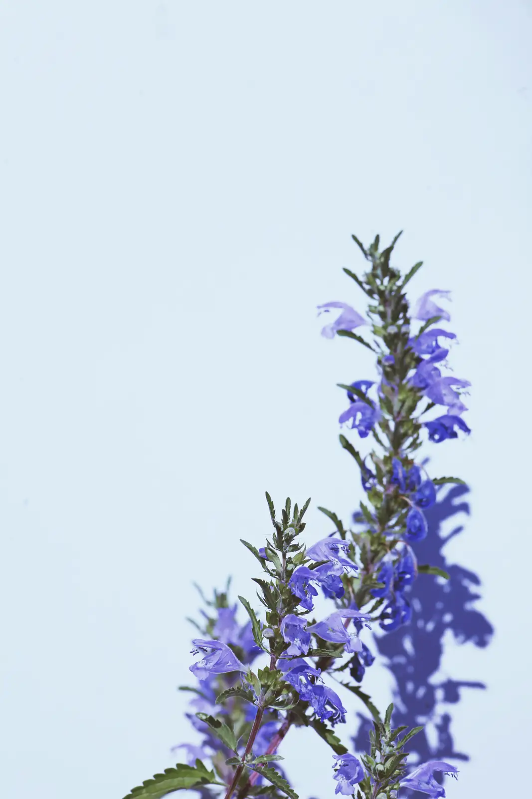 victorian flower language delphinium