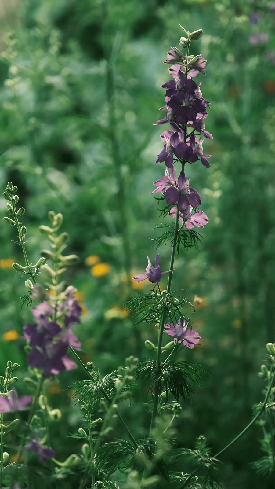 A Beginner’s Guide to Propagating Delphiniums: Tips for Success