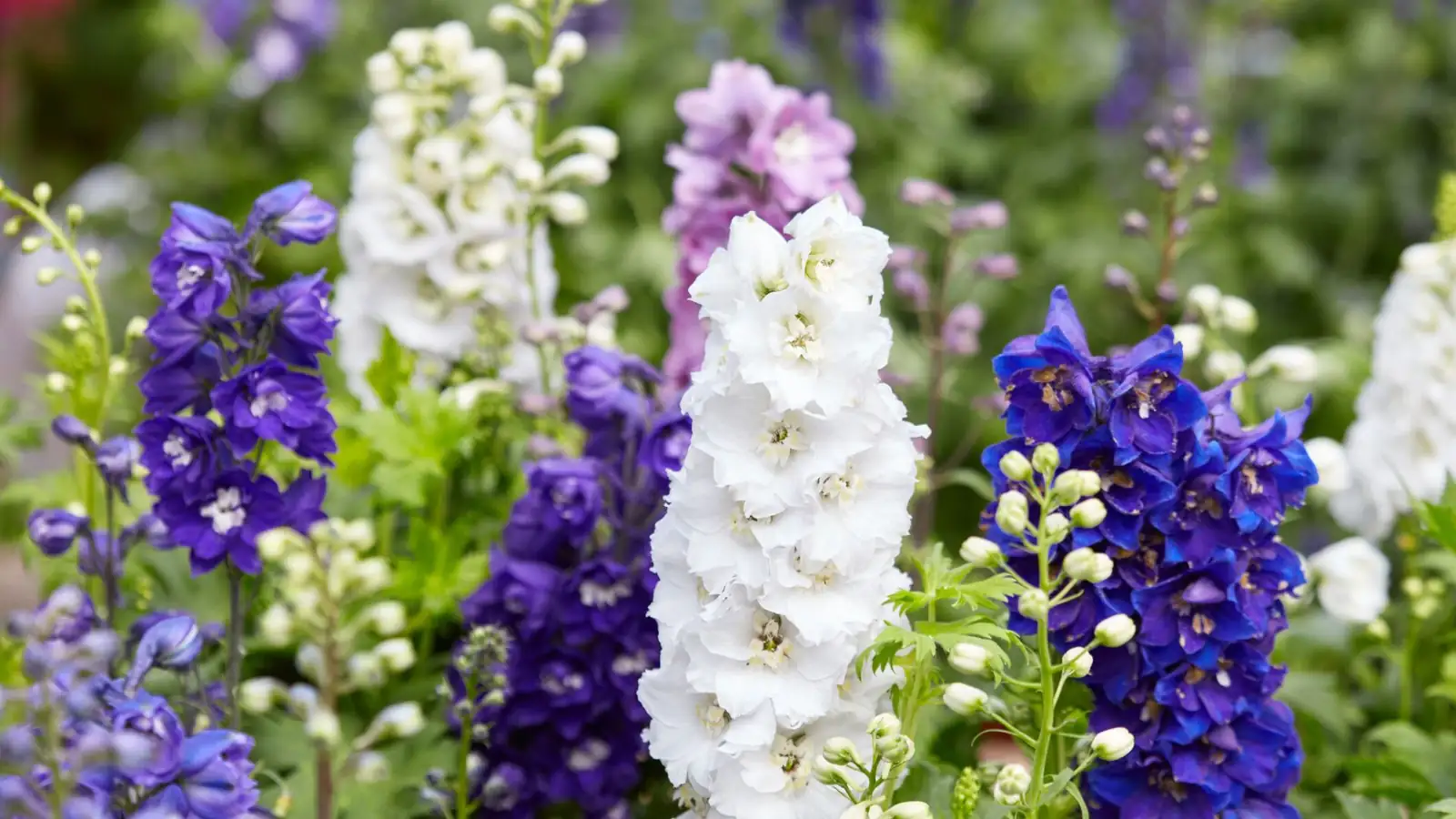 delphinium close-up flowers