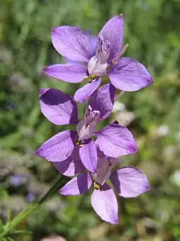 Companion Planting with Delphiniums: Creating a Harmonious Garden Ecosystem