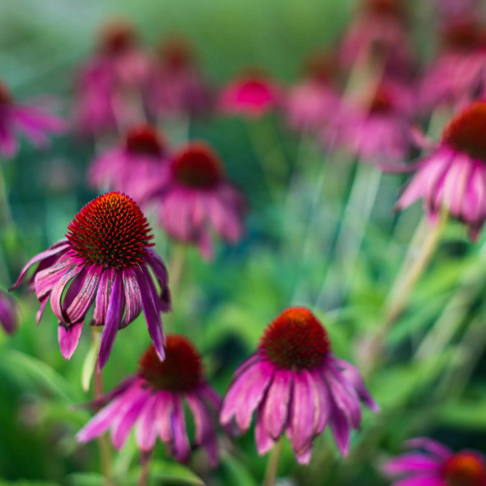 echinacea phlox garden middle