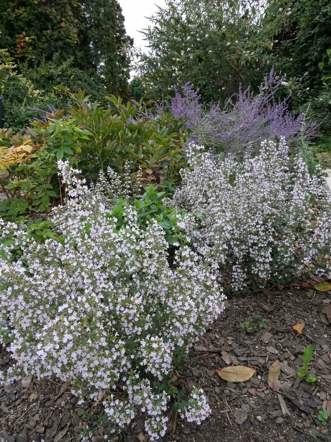 salvia nepeta ground cover