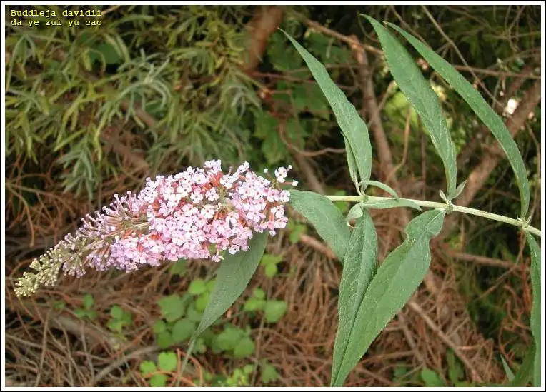From the Mountains of China: Unearthing the Rich History of the Butterfly Bush
