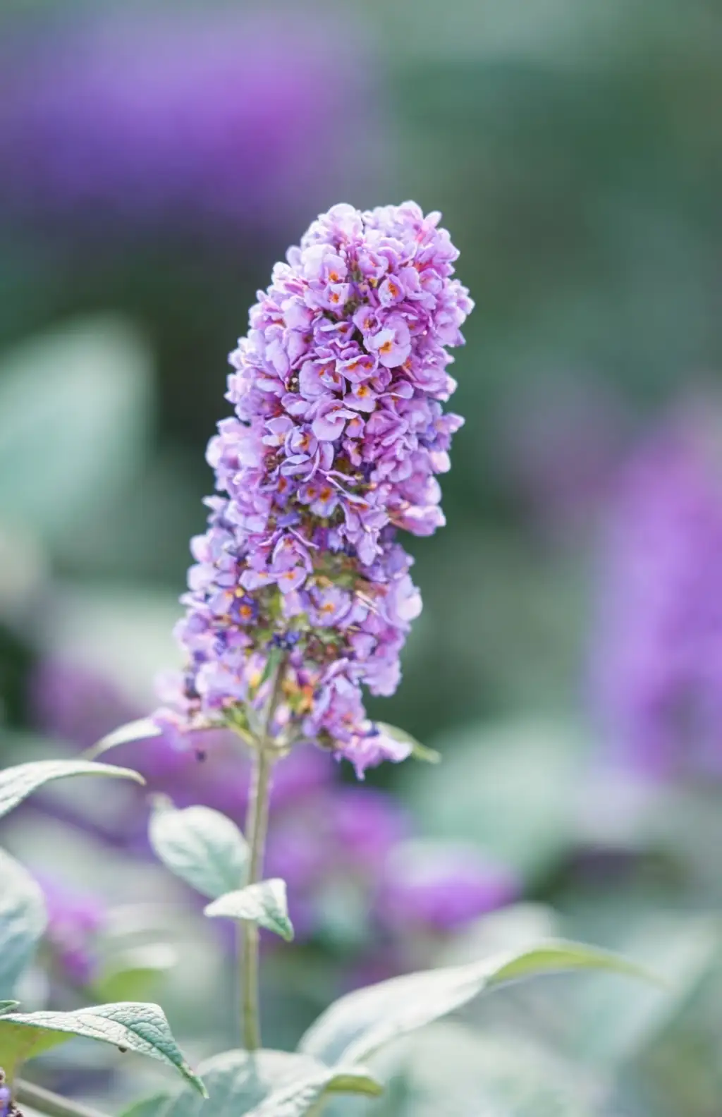 Buddleja davidii flowers close-up