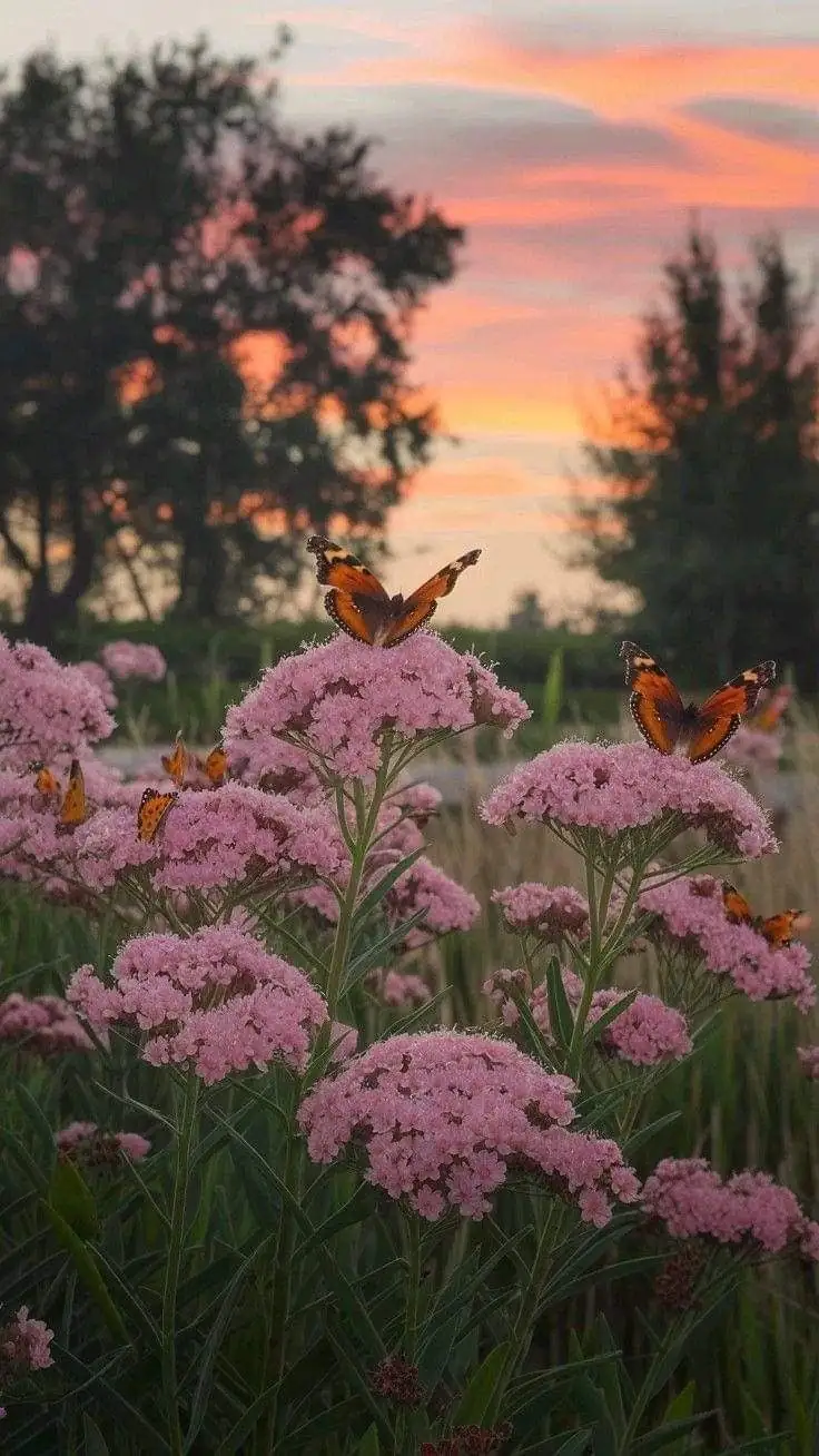 Did You Know? Quirky Facts About the Resilient Butterfly Bush