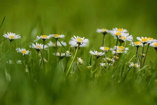 The Delightful Daisy: Mastering Care Tips for Year-Round Blossoms
