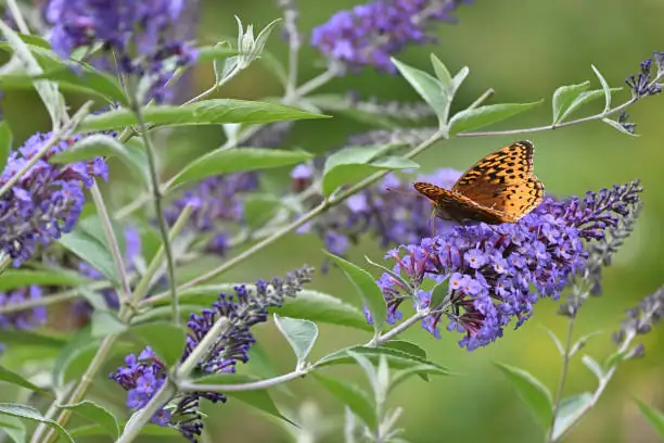 butterfly bush in natural habitat