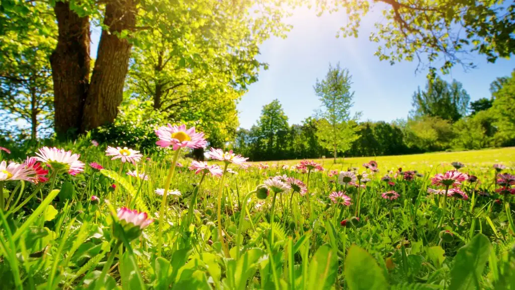 Troubleshooting Daisy Dilemmas: How to Defend Against Common Pests and Diseases