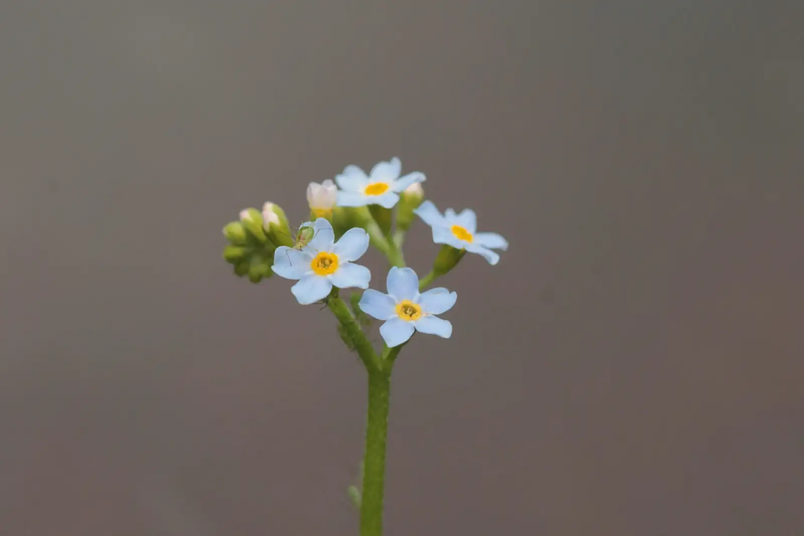 aphids on daisy leaves close-up