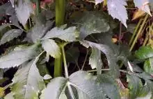 powdery mildew on daisy leaves
