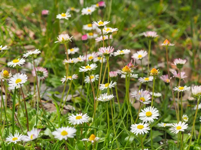 Daisy Through the Ages: A Journey from Ancient Fields to Modern Gardens