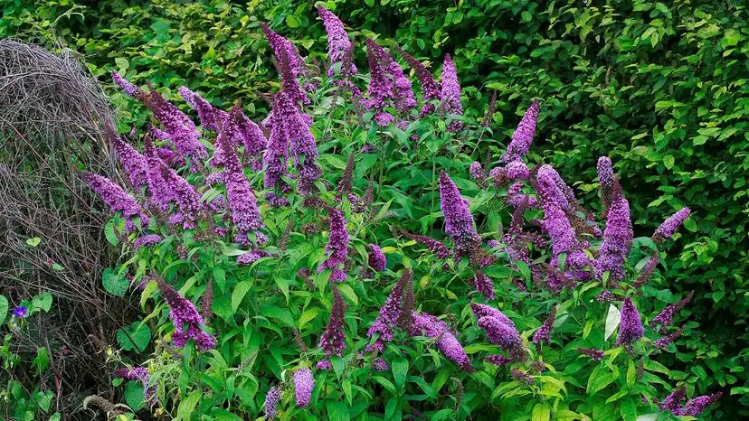 butterfly bush urban setting