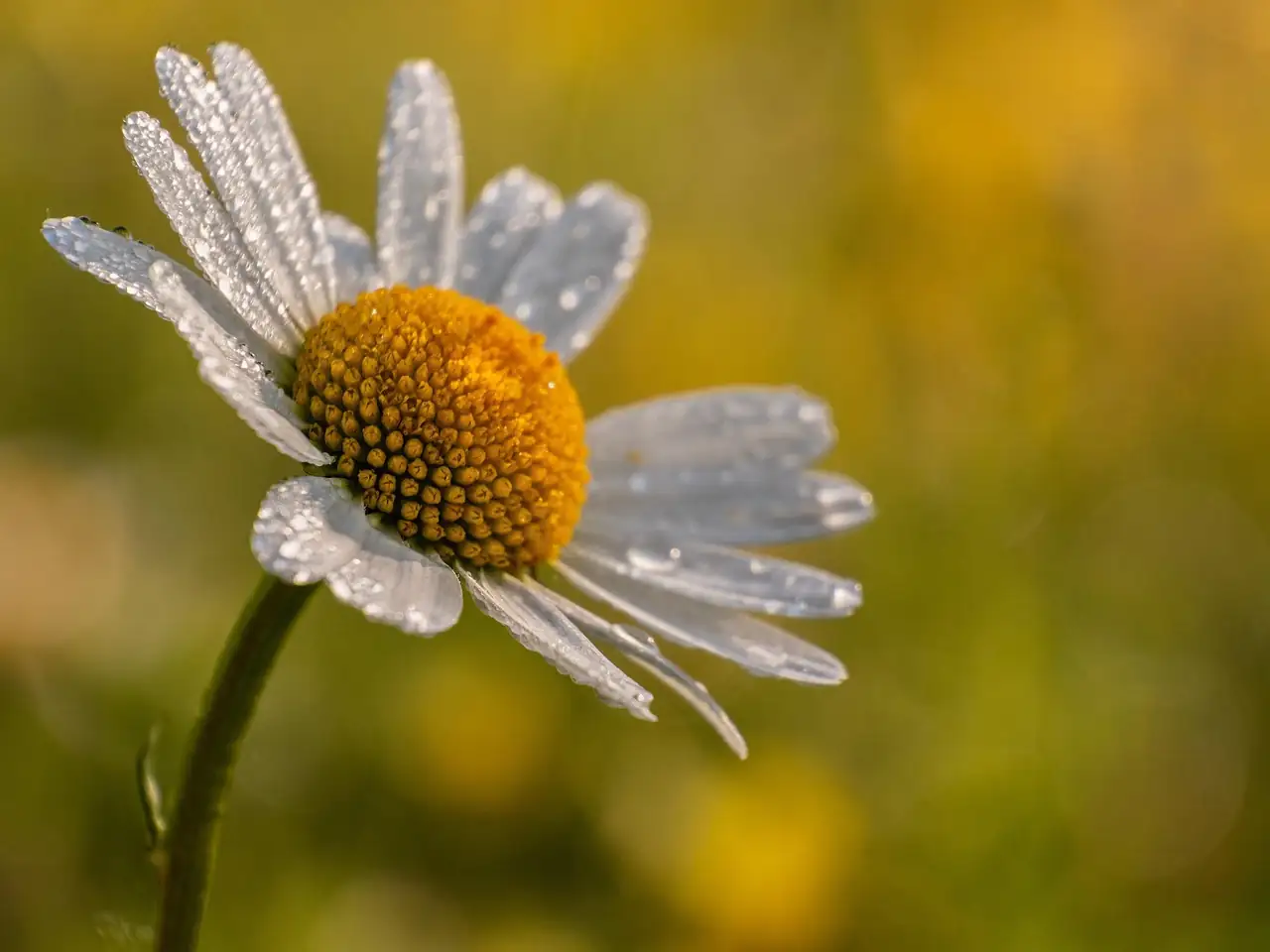 daisy attracting bees