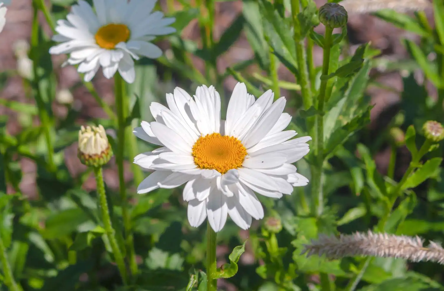 daisy opening sunlight
