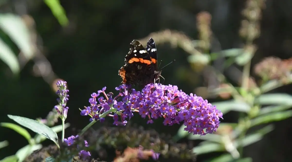 butterfly bush gardening tips