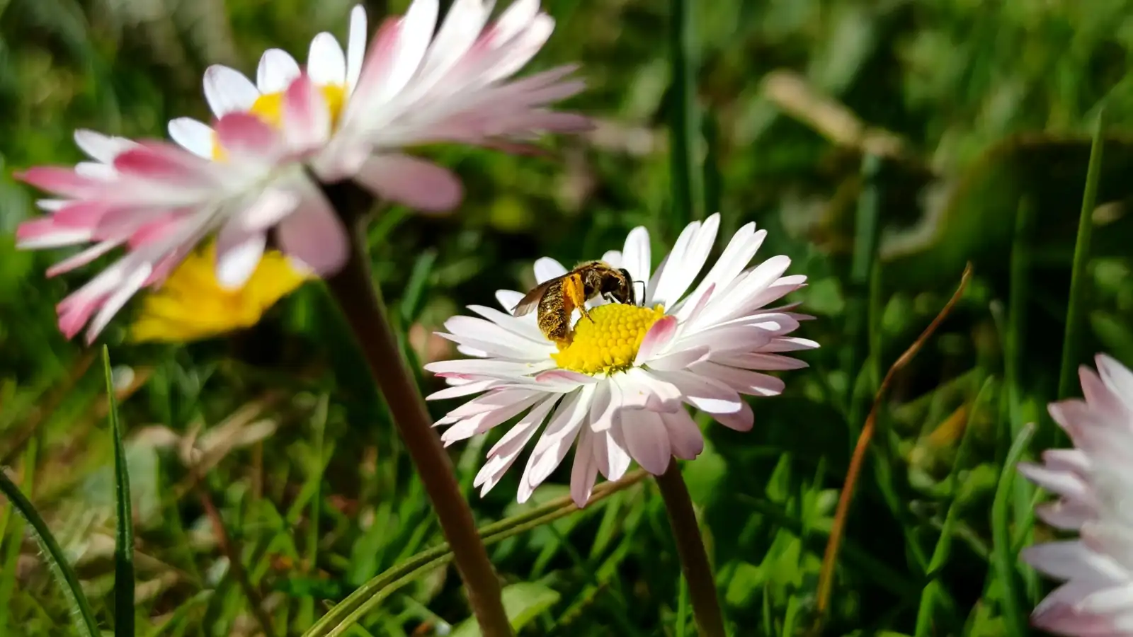 daisy pollinators bees